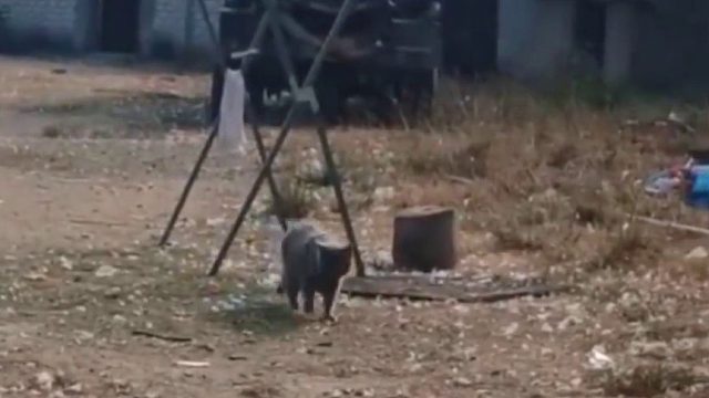 女生叫猫猫快点过来，猫猫还是慢悠悠地走，后面的大鹅 看不下去了