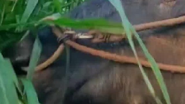 看着水牛吃草就很解压。