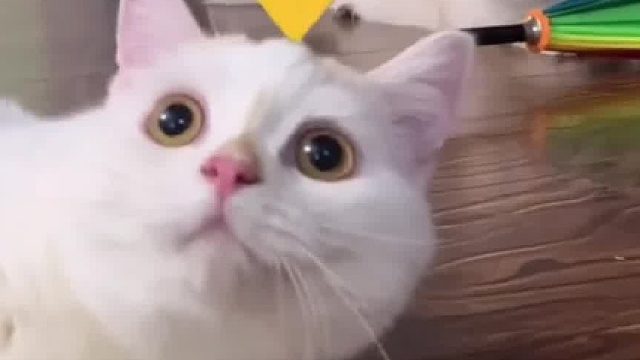 也不知道我猜的对不对，家里有猫的可以试试