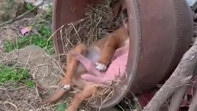 哪个成语叫什么来着？