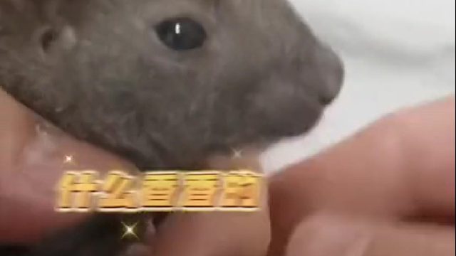 松鼠：原来是一场饿梦