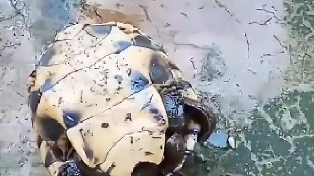 看着这些蚂蟥感觉自己贫血了