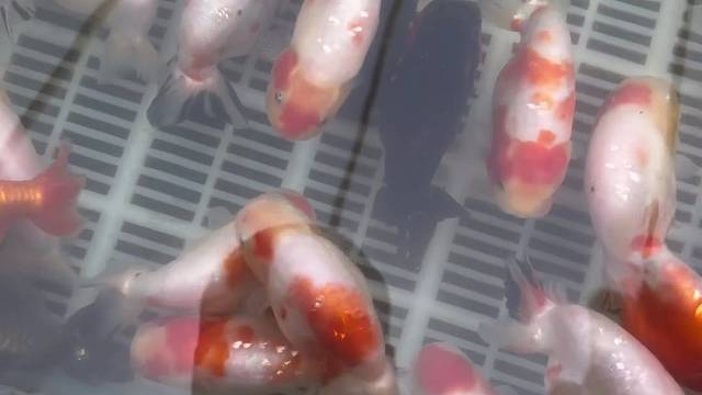 兰寿金鱼 精品花寿