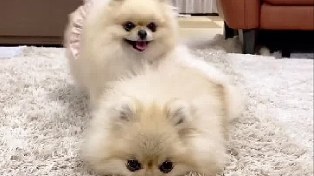 狗狗也会叠叠乐