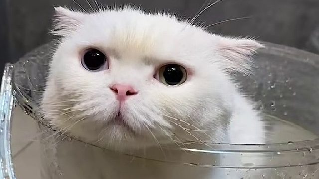 同时给家里三只猫洗澡，看看谁最乖