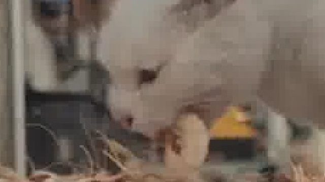 车主在车顶晒虾，流浪猫喜得虾自助餐 。“吃不完 ，根本吃不完！”