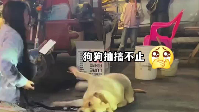 大狗街头突然倒地抽搐