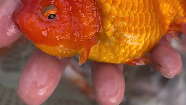 兰寿金鱼 精品红寿