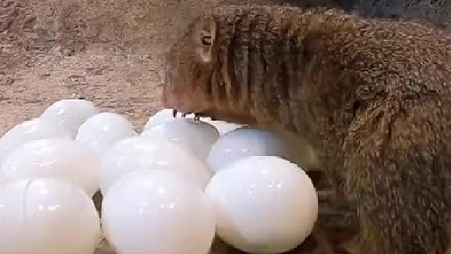 小家伙们真的是手忙脚乱