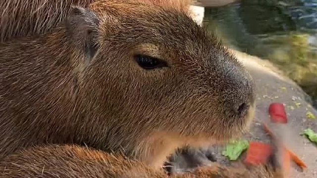 疯狂殴打卡皮扒rua！