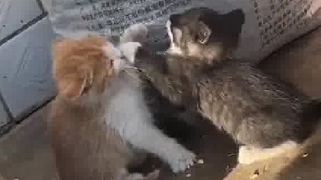 住手不要再打了，这样打只会可爱死人类