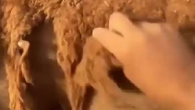 骆驼没有电风扇和空调，但他们能随着季节换毛……