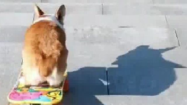 柯基玩滑板实力演绎“弃车保帅”，网友“我怀疑它想换新的”