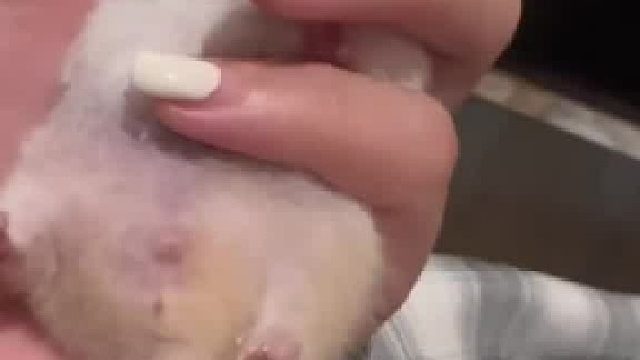 女子养的仓鼠会绝技飞毛腿，还能边睡觉边施展。仓鼠：一觉醒来微信步数20000多了