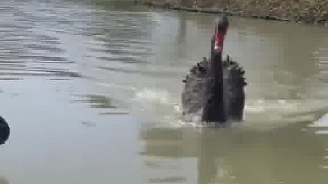 男子正在划船游湖 黑天鹅直冲过来 “黑天鹅：目标已锁定”