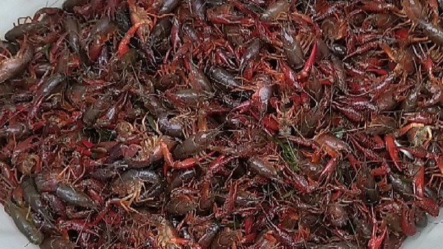 龙虾成灾