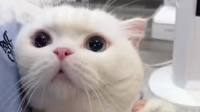 谁能拒绝这可怜巴巴的眼神#谁能拒绝傻憨憨的小猫咪
