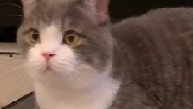 原来土豆穿古风汉服这么可爱，宝宝们下次还想看土豆穿什么呢