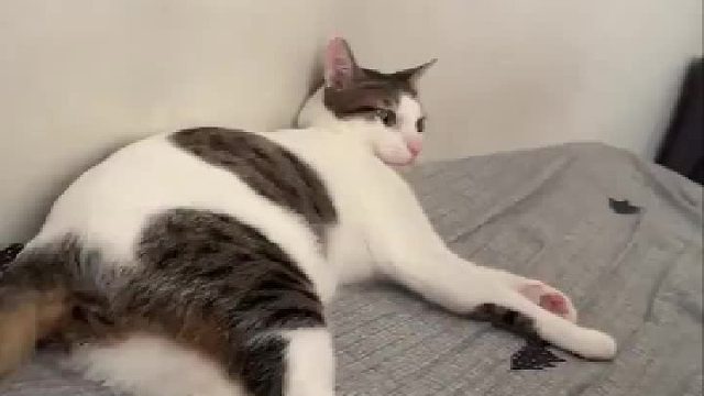 防卫姿势也太可爱了