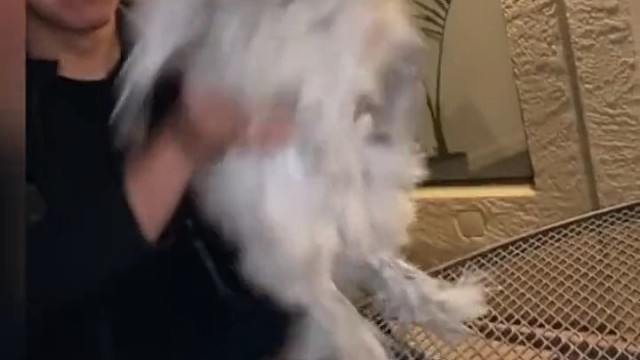 妈妈最喜欢的煲汤食材乌骨鸡，竟然变成了歪果仁心头宝贝萌宠。为什么同鸡不同命？