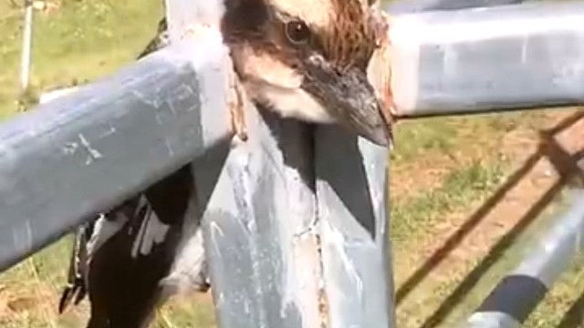 善良的女性救了一只被卡住脖子的翠鸟