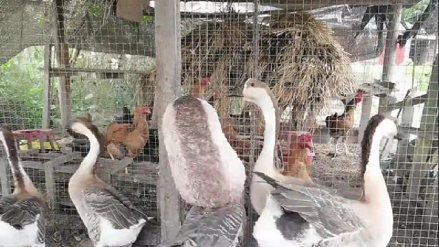 这鹅是不是有病