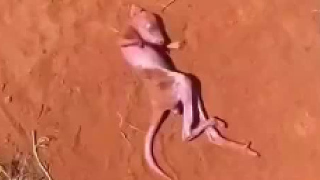 一只被遗弃的袋鼠宝宝的故事……