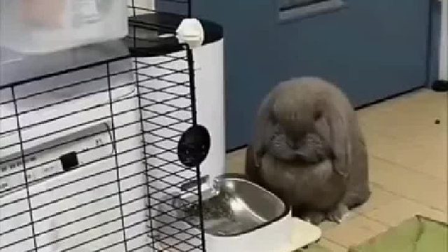 慢一秒都是对食物的不尊重，喂食机才是真主人