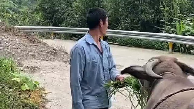 牛这么通人性，为什么人类还要吃它的肉