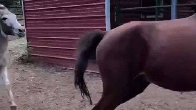 小毛驴被马欺负哭了