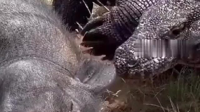 野猪想装死骗过捕食，科莫多巨蜥反复试探，最终还是一无所获！