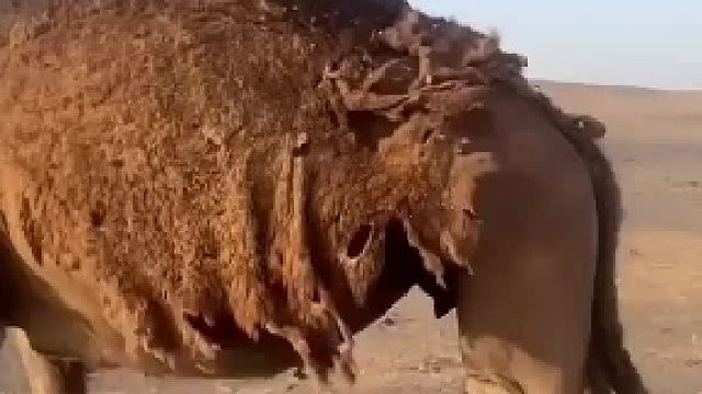 原来骆驼的毛还可以这样脱下来，奇怪的知识又增加了...