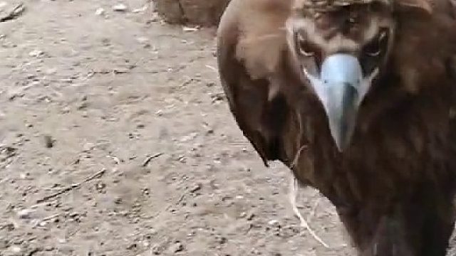 这家伙真大，不亏是顶级掠食者