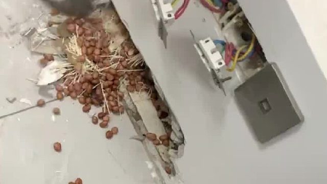 女子闻到办公室有臭味把墙砸开，意外发现老鼠的“粮仓”，网友：老鼠回家发现家被“偷”了！