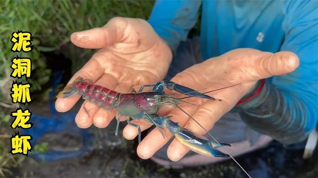 荒野捕鱼：国外小哥在河边的泥洞中抓到极其稀有的双色小龙虾！