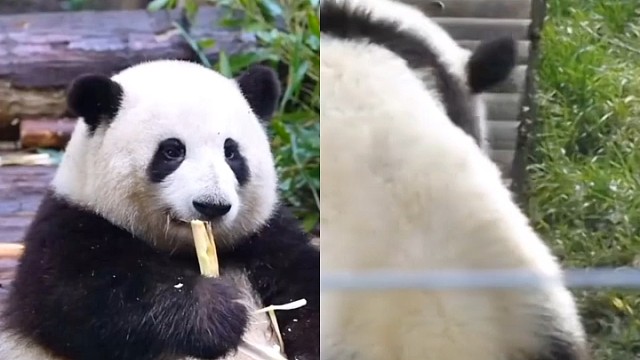 花花被秦大朵表白了奥！