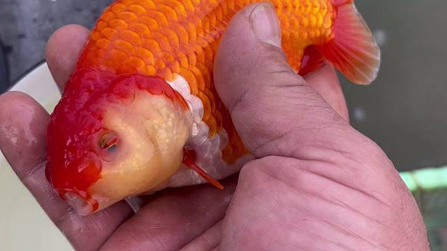 兰寿金鱼 精品红白