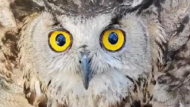 猫头鹰被救助后赖着不走了 它的眼神清澈又无辜