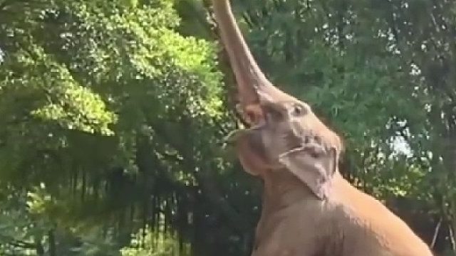 一动物园内亚洲象“天女散花”，大象：够钟下午茶，来点自助