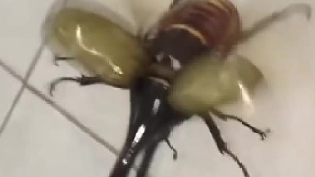 飞行昆虫里的霸王虫：大力神甲虫，可举起自身体重850倍的物体