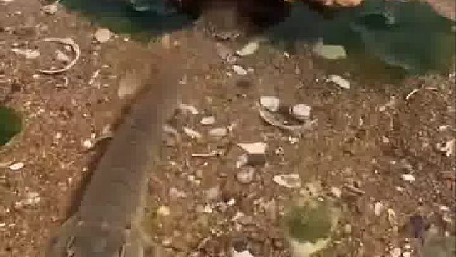 那些贝壳好漂亮