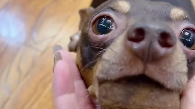 我就没闲着，只要有时间就得跟它玩，然后它还得强行要奖励