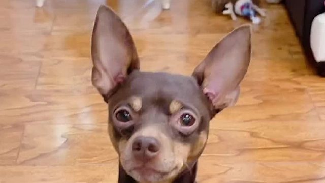 会利用工具的狗子你们见过几个