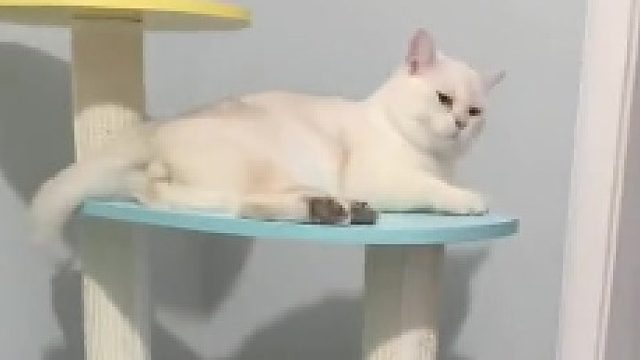 一天一个让猫更爱你的小技巧