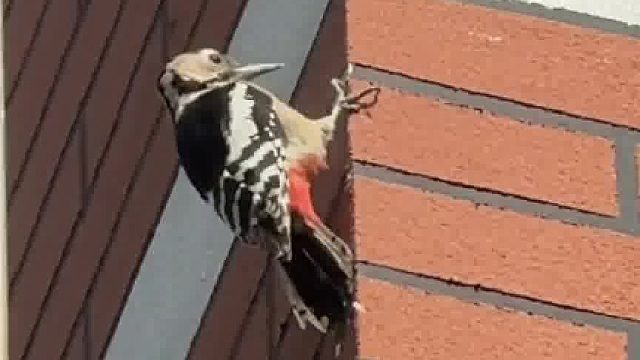 质检的来检查质量了，论嘴硬，还得是啄木鸟！