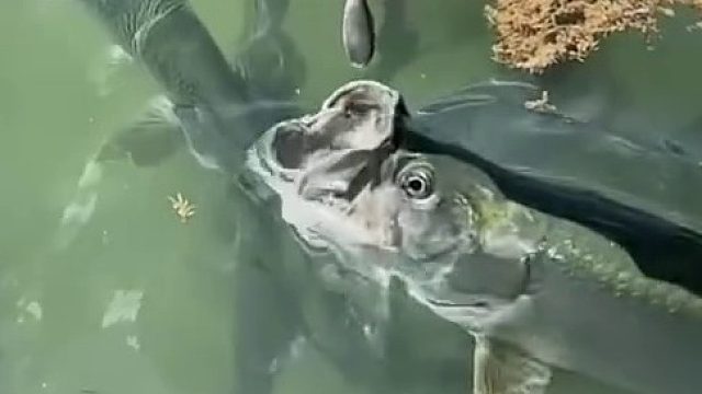 鱼获满满，这是什么鱼