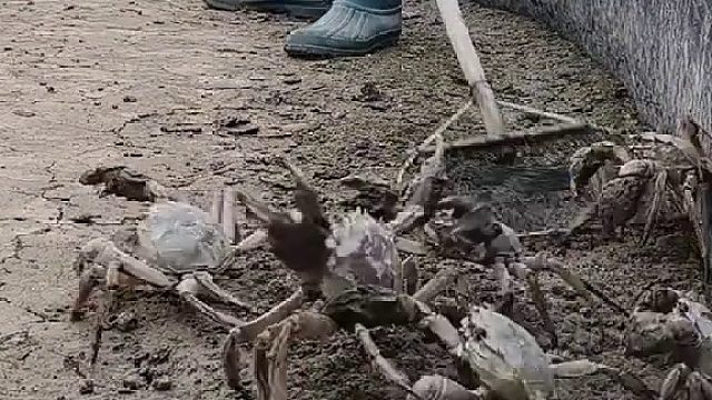 你知道螃蟹的天敌是什么吗？