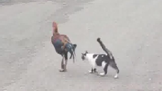 不管什么动物，只要是一起长大的，都是好朋友！