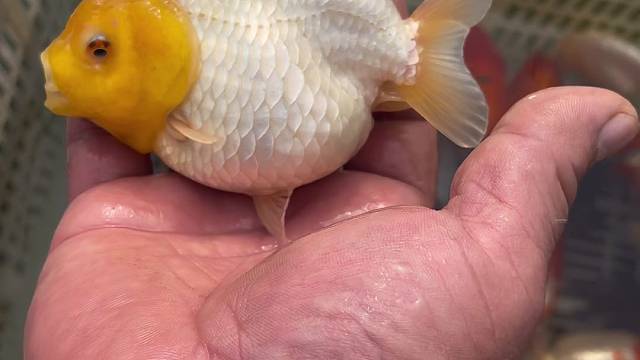 兰寿金鱼 精品元宝兔