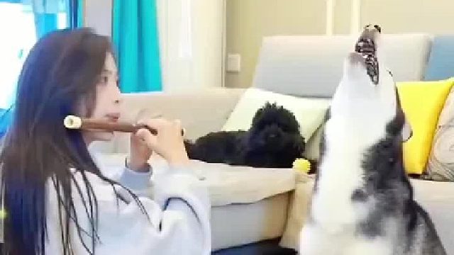 动物的迷惑行为 一个负责吹 一个负责哭